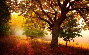 ---nature-in-autumn-4823