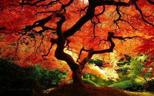 ---orange-autumn-16088