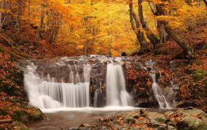 ---forest-waterfall-wallpaper-8914