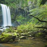 ---rainforest-waterfall-11483
