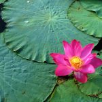 cute lotus flower hd picture