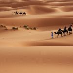 desert camel wallpaper 8308