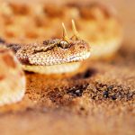 desert horned viper sand 8309