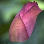 flower lotus macro photo 8801