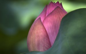 flower lotus macro photo 8801