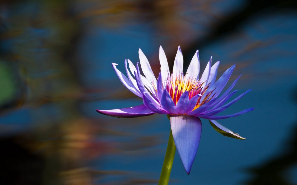 free purple lotus wallpaper 3857 - Wall Paper