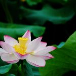 lotus flower pictures 15613
