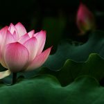 lotus pink lotus flowers 1920x1080