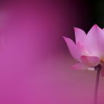pink lotus petals background 1920x1080