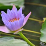 purple lotus 16328