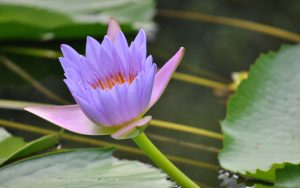 purple lotus 16328