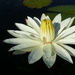 white lotus flower 6128