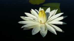 white lotus flower 6128